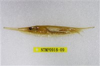 藏品(條紋鰕魚)的圖片